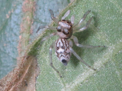 Phintella cavaleriei