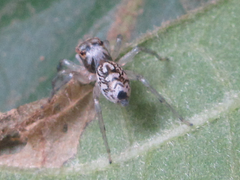 Phintella cavaleriei