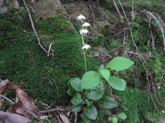 Pyrola japonica