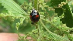 Harmonia axyridis