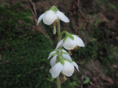 Pyrola japonica