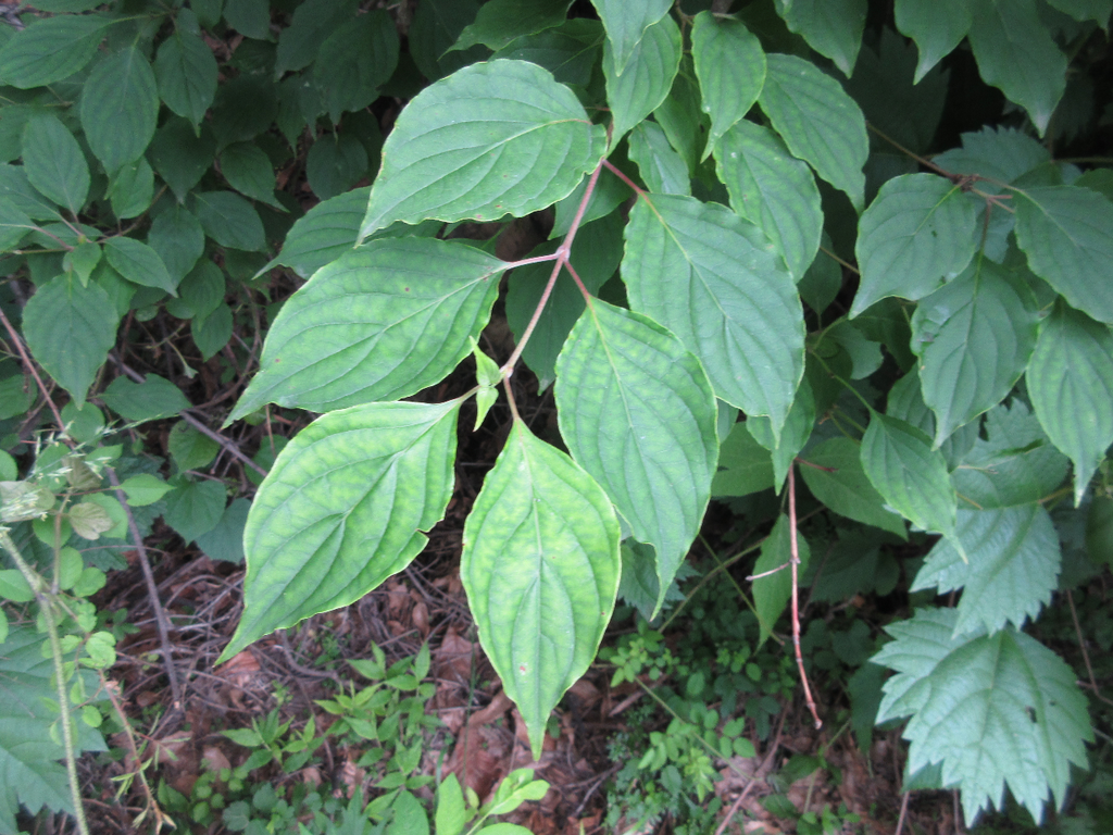 Walter's dogwood