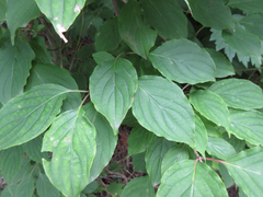Cornus walteri