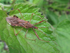 Epidaus tuberosus