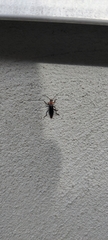Cantharis fusca