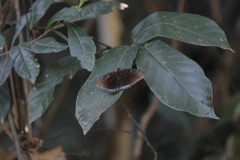 Tanaecia whiteheadi