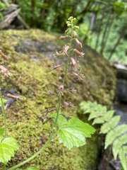 Tolmiea diplomenziesii