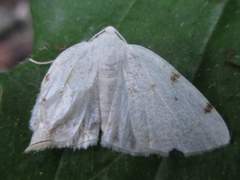 Lomographa bimaculata