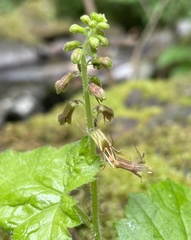 Tolmiea diplomenziesii