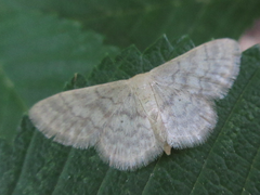 Idaea biselata