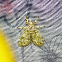 Mpanjaka