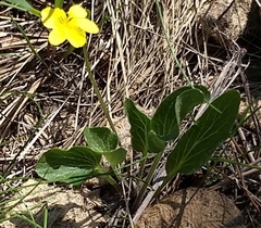 Viola praemorsa