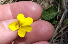 Viola praemorsa