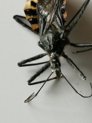 Agriosphodrus dohrni