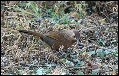 Trochalopteron imbricatum