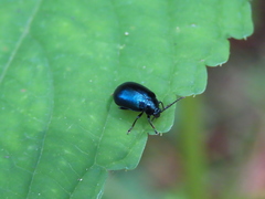 Agelastica coerulea