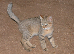 Felis lybica cafra