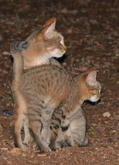 Felis lybica cafra