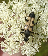 Toxoleptura vexatrix