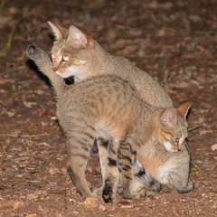 Felis lybica cafra