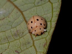 Harmonia sedecimnotata