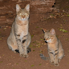 Felis lybica cafra