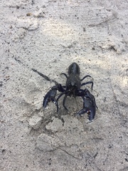 Cherax robustus