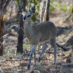 Oreotragus oreotragus transvaalensis