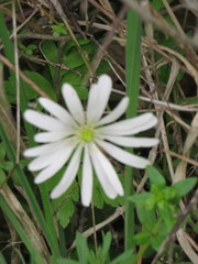 Anemonoides apennina