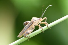 Physomerus grossipes