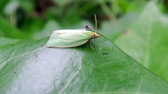 Lepidoptera