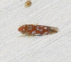 Erythroneura rubra