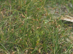 Carex stenophylla