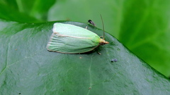 Lepidoptera