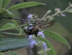 Xylocopa phalothorax