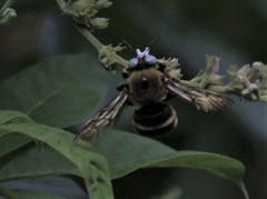 Xylocopa phalothorax
