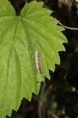 Tortricodes alternella