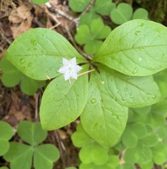 Lysimachia latifolia