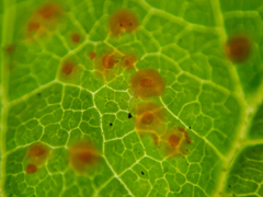 Phragmidium rubi-idaei