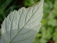 Phragmidium rubi-idaei