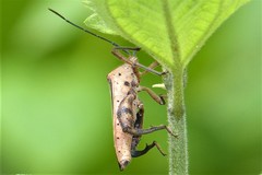 Physomerus grossipes