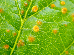 Phragmidium rubi-idaei