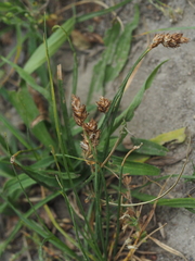 Carex stenophylla
