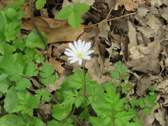 Anemonoides apennina