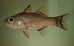 Bandfin Cardinalfish photo 2
