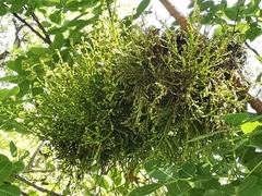 Aceria pistaciae