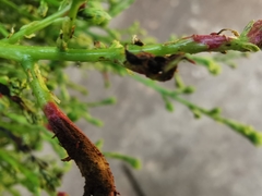 Aceria pistaciae