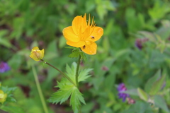 Trollius chinensis