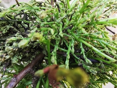 Aceria pistaciae