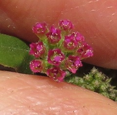 Boerhavia diffusa diffusa